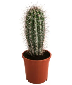 Mexikanischer Kandelaberkaktus - Pachycereus Pringlei