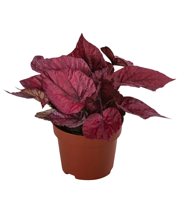 Blattbegonie - Begonia Rex-Hybride 'Inca Flame' 1 Blattbegonie - Begonia Rex-Hybride 'Inca Flame'