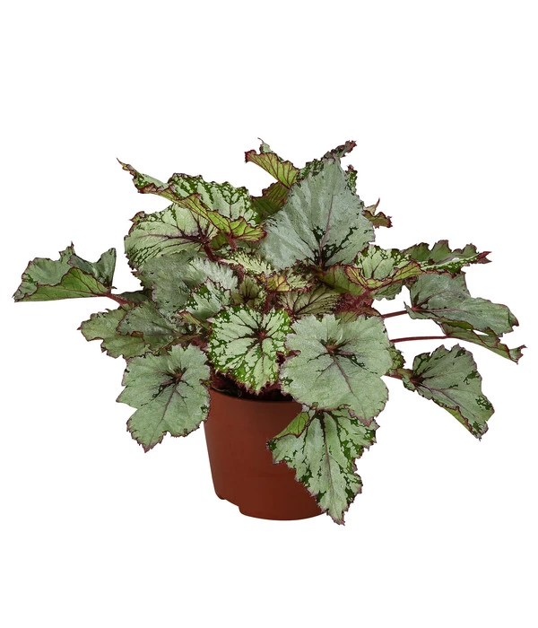Blattbegonie - Begonia Rex-Hybride 'Asian Tundra' 1 Blattbegonie - Begonia Rex-Hybride 'Asian Tundra'