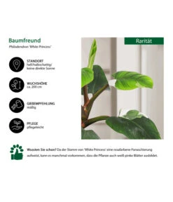 Baumfreund - Philodendron 'White Princess' -Garten Sinn Verkaufsgeschäft 8763815 WE IG 002 BaumfreundPhilodendronWhitePrincess