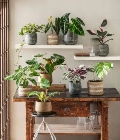 Garten Sinn Verkaufsgeschäft -Garten Sinn Verkaufsgeschäft 8765224 WE MO 002 PhilodendronVerrucosum