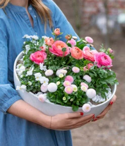 Beet- & Balkonpflanzen-Set Traum In Rosa, 6-teilig -Garten Sinn Verkaufsgeschäft 8800039 WE MO 001 BeetBalkonSetTrauminRosa