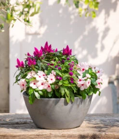 Kugelamaranth 8 Kugelamaranth -Garten Sinn Verkaufsgeschäft 8800666 PR MO 001 Beet Balkon Set