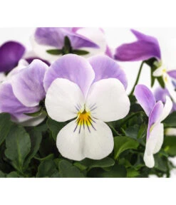 Beet- & Balkonpflanzen-Set Frühlingsfreude, 6-teilig -Garten Sinn Verkaufsgeschäft 8808685 WE DE 002 ViolaCornutaWeissViola