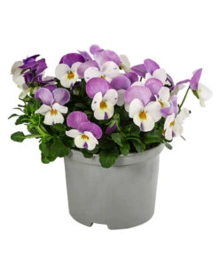 Beet- & Balkonpflanzen-Set Frühlingsfreude, 6-teilig -Garten Sinn Verkaufsgeschäft 8808685 WE FS 003 ViolaCornutaSFGelbWeissRosa10FJDehnerExpressHerzig