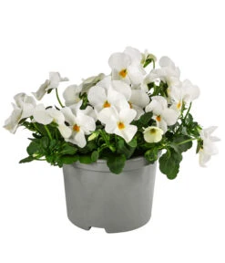 Beet- & Balkonpflanzen-Set Traum In Rosa, 6-teilig -Garten Sinn Verkaufsgeschäft 8808685 WE FS ViolaCornutaWeissGelb