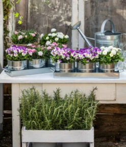 Gänseblümchen, Gefüllt -Garten Sinn Verkaufsgeschäft 8808685 WE MO 001 HornveilchenBellisNelke