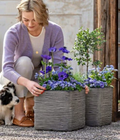Vergissmeinnicht 'Myomark' -Garten Sinn Verkaufsgeschäft 8809386 WE MO 001 FrueheFarbenBlau