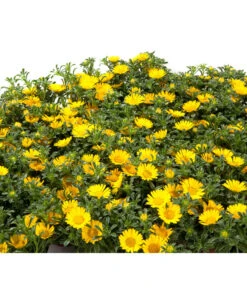 Goldtaler -Garten Sinn Verkaufsgeschäft 8809394 BildD 001 GoldtalerAsteriscusMarit