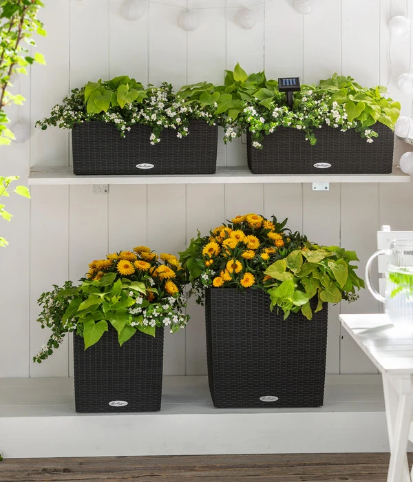 Schneeflockenblume 4 Schneeflockenblume – Bild 4