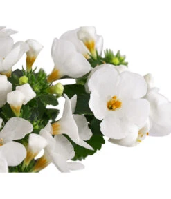 Schneeflockenblume 13 Schneeflockenblume -Garten Sinn Verkaufsgeschäft 8809592 WE DE 002 SchneefloeckchenWeiss