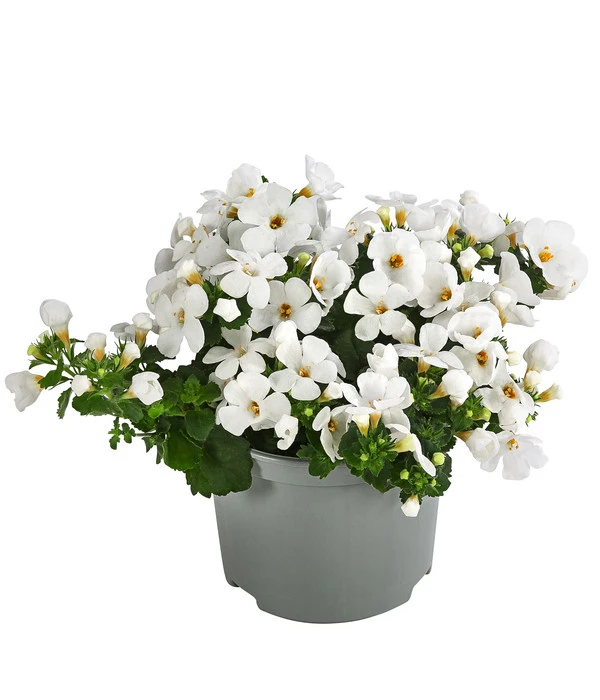 Schneeflockenblume 1 Schneeflockenblume