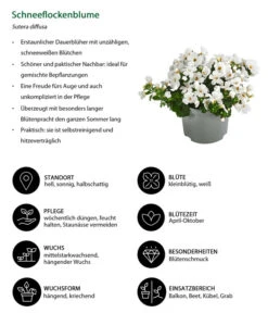 Schneeflockenblume 12 Schneeflockenblume -Garten Sinn Verkaufsgeschäft 8809592 WE IG 001 Schneeflockenblume