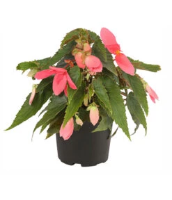 Hängebegonie, Verschiedene Sorten -Garten Sinn Verkaufsgeschäft 8809741 PR FS 001 HaengebegonieBoliviensisT12DehnerExpressHerzig