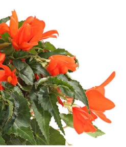 Hängebegonie, Verschiedene Sorten -Garten Sinn Verkaufsgeschäft 8809741 WE DE 001 HaengebegonieBegoniaBoliviensisT12OWDehnerExpressHerzig