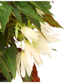 Hängebegonie, Verschiedene Sorten -Garten Sinn Verkaufsgeschäft 8809741 WE DE 002 HaengebegonieBoliviensisDehner