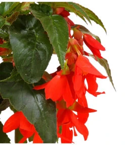 Hängebegonie, Verschiedene Sorten -Garten Sinn Verkaufsgeschäft 8809741 WE DE 003 HaengebegonieBoliviensisDehner