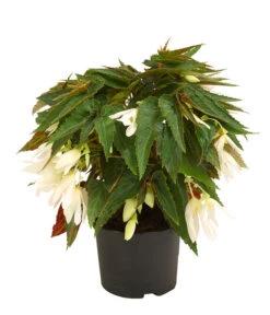 Hängebegonie, Verschiedene Sorten -Garten Sinn Verkaufsgeschäft 8809741 WE FS 002 HaengebegonieBoliviensisDehner