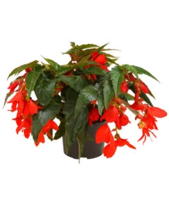 Hängebegonie, Verschiedene Sorten