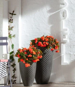 Hängebegonie, Verschiedene Sorten -Garten Sinn Verkaufsgeschäft 8809741 WE MO 001 BegoniaBoliviensis GC06 2022 02