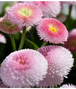 Beet- & Balkonpflanzen-Set Traum In Rosa, 6-teilig -Garten Sinn Verkaufsgeschäft 8809857 PR DE 003 BellisRosaErdbeersahneGaensebluemchenSonderfarben