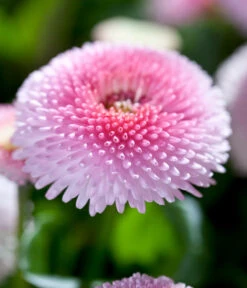 Beet- & Balkonpflanzen-Set Frühlingsfreude, 6-teilig -Garten Sinn Verkaufsgeschäft 8809857 WE DE 005 BellisRosaErdbeersahneGaensebluemchenSonderfarben