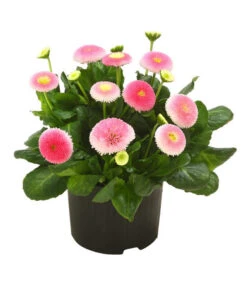 Beet- & Balkonpflanzen-Set Traum In Rosa, 6-teilig -Garten Sinn Verkaufsgeschäft 8809857 WE FS 001 BellisSonderfarbenGaensebluemchenSofaErdbeersahne