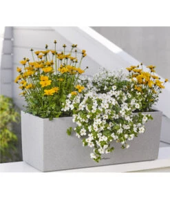 Schneeflockenblume 9 Schneeflockenblume -Garten Sinn Verkaufsgeschäft 8810038 WE MO 001 BidensGoldenEmpireT12SuteraWeissT11EuphorbiaDiamondfrostT11 8809592 8823155 Renner