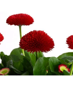 Gänseblümchen, Gefüllt -Garten Sinn Verkaufsgeschäft 8810079 PR DE 002 BellisGefuelltT11DehnerExpressHerzig