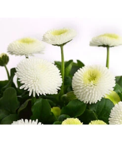 Gänseblümchen, Gefüllt -Garten Sinn Verkaufsgeschäft 8810079 PR DE 003 BellisGefuelltT11DehnerExpressHerzig