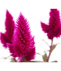 Federbusch 'Venezuela' -Garten Sinn Verkaufsgeschäft 8810657 PR DE 1 CelosiaArgenteaVenezuelaDehnerExpressZS