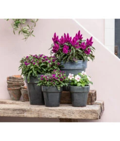 Federbusch 'Venezuela' -Garten Sinn Verkaufsgeschäft 8810657 WE MO 001 Celosia