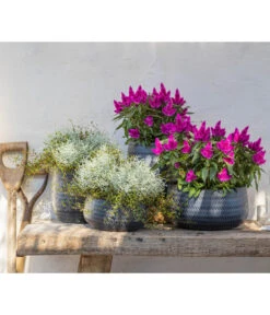 Federbusch 'Venezuela' -Garten Sinn Verkaufsgeschäft 8810657 WE MO 002 Celosia