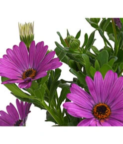 Kapkörbchen, Verschiedene Farben -Garten Sinn Verkaufsgeschäft 8812083 WE DE 001 KapkoerbchenOsteospermumCultivarsT12OWDehnerExpressHerzig