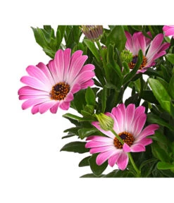 Kapkörbchen, Verschiedene Farben -Garten Sinn Verkaufsgeschäft 8812083 WE DE 003 KapkoerbchenOsteospermumCultivarsT12OWDehnerExpressHerzig