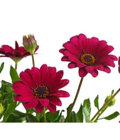 Kapkörbchen, Verschiedene Farben -Garten Sinn Verkaufsgeschäft 8812083 WE DE 004 KapkoerbchenOsteospermumCultivarsT12OWDehnerExpressHerzig