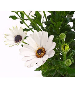 Kapkörbchen, Verschiedene Farben -Garten Sinn Verkaufsgeschäft 8812083 WE DE 005 KapkoerbchenOsteospermumCultivarsT12OWDehnerExpressHerzig