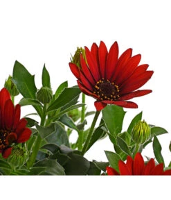 Kapkörbchen, Verschiedene Farben -Garten Sinn Verkaufsgeschäft 8812083 WE DE 006 KapkoerbchenOsteospermumCultivarsT12OWDehnerExpressHerzig