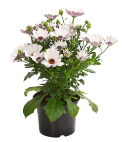 Kapkörbchen, Verschiedene Farben -Garten Sinn Verkaufsgeschäft 8812083 WE FS 005 KapkoerbchenOsteospermumCultivarsT12OWDehnerExpressHerzig