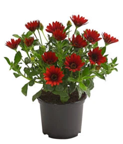 Kapkörbchen, Verschiedene Farben -Garten Sinn Verkaufsgeschäft 8812083 WE FS 006 KapkoerbchenOsteospermumCultivarsT12OWDehnerExpressHerzig