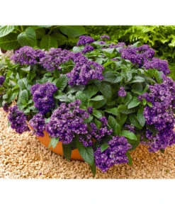 Vanilleblume -Garten Sinn Verkaufsgeschäft 8814279 BildFS 001 SonnenwendeVanilleblumeHeliotropiumArborescens