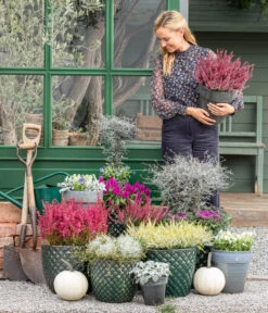 Federbusch 'Venezuela' -Garten Sinn Verkaufsgeschäft 8815763 WE MO 001 MuecaGitterkrautMuehlenbeckia