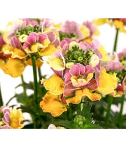 Elfenspiegel, Verschiedene Sorten -Garten Sinn Verkaufsgeschäft 8815888 PR DE 001 NemesiaElfenspiegelT11DehnerExpressHerzig