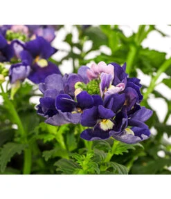 Elfenspiegel, Verschiedene Sorten -Garten Sinn Verkaufsgeschäft 8815888 PR DE 002 NemesiaElfenspiegelT11DehnerExpressHerzig