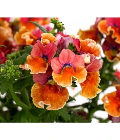 Elfenspiegel, Verschiedene Sorten -Garten Sinn Verkaufsgeschäft 8815888 PR DE 003 NemesiaElfenspiegelT11DehnerExpressHerzig