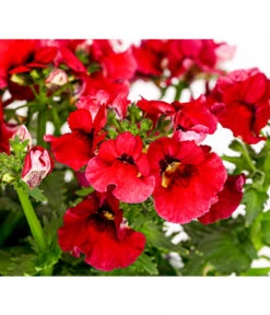 Elfenspiegel, Verschiedene Sorten -Garten Sinn Verkaufsgeschäft 8815888 PR DE 004 NemesiaElfenspiegelT11DehnerExpressHerzig