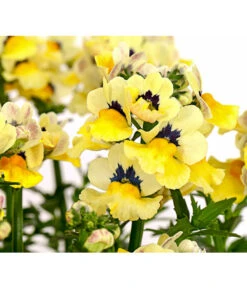 Elfenspiegel, Verschiedene Sorten -Garten Sinn Verkaufsgeschäft 8815888 PR DE 005 NemesiaElfenspiegelT11DehnerExpressHerzig