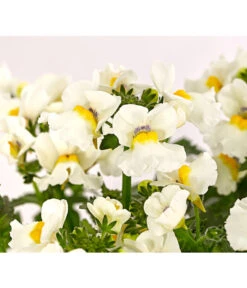 Elfenspiegel, Verschiedene Sorten -Garten Sinn Verkaufsgeschäft 8815888 PR DE 006 NemesiaElfenspiegelT11DehnerExpressHerzig