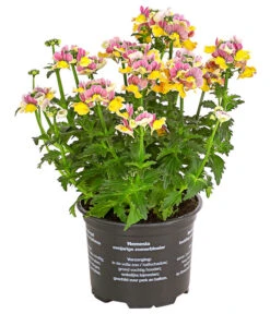 Elfenspiegel, Verschiedene Sorten -Garten Sinn Verkaufsgeschäft 8815888 PR FS 001 NemesiaElfenspiegelT11DehnerExpressHerzig