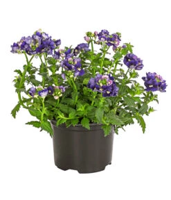 Elfenspiegel, Verschiedene Sorten -Garten Sinn Verkaufsgeschäft 8815888 PR FS 002 NemesiaElfenspiegelT11DehnerExpressHerzig